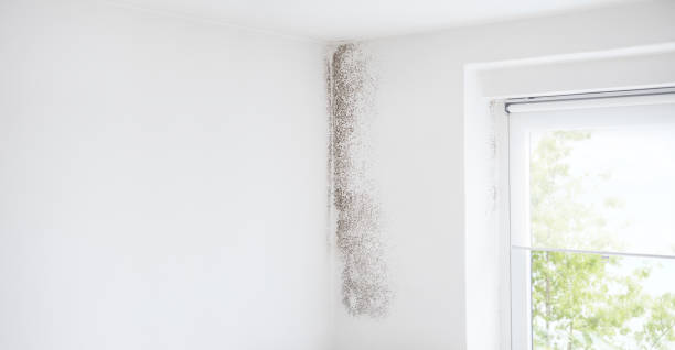 Best Residential Mold Inspection & Testing  in Russell, GA