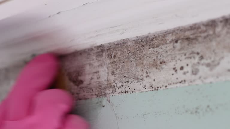 Trusted Russell, GA Mold Removal Experts